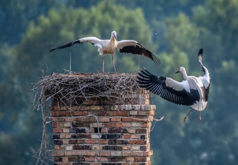 Expert Chimney Animal Removal in Miami, FL Professional Chimney Animal Removal Services in Miami, Florida